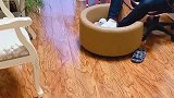 男主人霸占了鹿犬的床，鹿犬气不过，没想到它居然睡男主人的床！