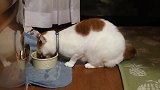野外带回一只流浪猫，喂养了几天特能吃，不想要了可以吗