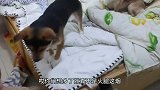 男子调戏狗狗，土狗一口咬掉主人半根“雪茄”，气呼呼的狗狗超萌