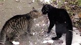 狸花猫把路过的黑猫揍了一顿，黑猫一脸委屈：不就是长得有点黑