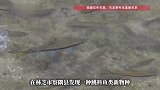 西藏发现鱼类新物种
