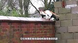 一只猞猁在桥头伺机而动，接下来一幕，让人直呼太精彩