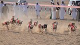 迪拜土豪最钟爱的宠物狗，一只价值上百万，跑起来简直飞起！