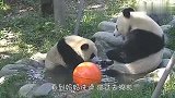 熊猫团子是怎么自己把自己给坑了的？结局笑翻了，哈哈