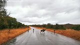 旱季中的大雨很难得！野狗群集体在旷野撒欢
