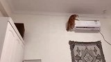 橘猫：铲屎官，看我新练就的的“飞檐走壁”棒不棒