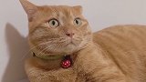 好像是会有点反应，赶紧去给自家小猫咪试一下哇！萌宠出击 橘猪