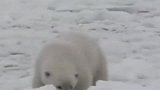北极熊的脂肪层近13厘米厚，这使得它能抵御严寒！