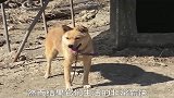 狗子：放开我的小奶猫，母爱真的太伟大了