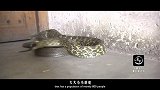 20170309-中国第一蛇村-看鉴地理11