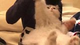 狸花猫：这海草舞跳的朕想咬人，铲屎的你等着！
