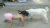 小孩子非得要和山羊较量高低，真是拿他没办法！