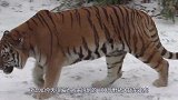 四百斤野猪大战东北虎，二话不说直接开战，镜头记录精彩全过程