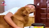 主人本想拍个教育狗狗的视频，结果却被狗狗感动了，这狗没白养