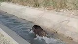 野猪在水渠里洗澡，差点冲上来伤人