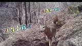 红外相机拍摄下野生狍子现身华亭关山段景区 是你心里的那个“傻狍子”嘛？野生动物 傻狍子