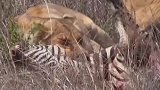 雄狮和母狮齐心协力捕获斑马