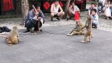 猴子搞怪跳舞