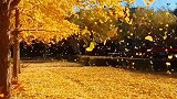 留不住的秋天，太美了！！