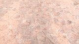 福建上杭：100平方米集中200枚足迹！发现“恐龙舞池”