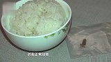 北京一男子口含蟑螂就餐，吃饭时把蟑螂放到饭菜里诈骗饭店被公诉