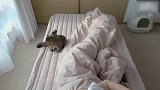 床上玩耍的猫咪，这可爱的样子，想抱回家！
