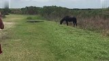 美国佛罗里达州，一匹马主动攻击凶猛鳄鱼