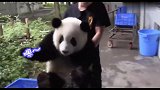 六十多斤的熊猫宝宝被饲养员抱着，真是累得气喘吁吁啊！