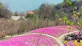不知名的小花花