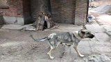 纯种狼青犬性格暴躁，看家护院是强项，陌生人都不敢靠近
