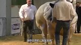 全身长满肌肉的猛牛，一脚可以踢死老虎，堪称牛界的“施瓦辛格”