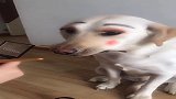 给狗狗画个妆，太好看了