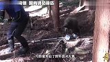 男子不用武器，还想徒手制服几百斤野猪？真是太高看自己了