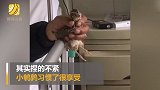 8旬大爷住院不忘带宠物 外孙：怕外婆照顾不好它
