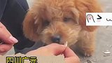 小泰迪行云流水式嗑瓜子，还会吐壳