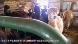 70岁老人感动网友 把猴子当人看 死后为其办葬礼！