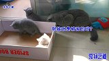 母猫不在，主人叫公猫看小奶猫，它吓得躲进床下，小奶猫怒怼猫爸