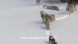 动物：1000斤大野牛把野狼当屁垫，猛地往下一坐
