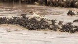 角马群的噩梦：过河时无数同伴倒在鳄鱼口中