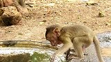 小猴（milo)不停地咬矿泉水瓶，看来小猴真得是渴了！