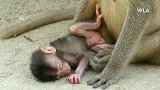 可怜的新生猴儿躺在地上，气息很弱