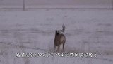 麋鹿见到雪太开心，把鹿角蹦跶掉了，下一秒苦逼地原路返回找鹿角