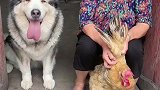 奶奶要杀鸡，狗子阻止并哀求放一条生路