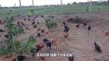 作死猫咪狂扇母鸡耳光，母鸡当场气炸毛，镜头记录搞笑画面