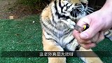 主人为了测试老虎的忠诚，把手伸进虎口，意外的事情发生了！