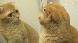 猫咪照镜子后，一脸懵的跑到镜子后面，简直笑到停不下来