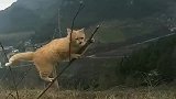 不作死就不会死系列，这么纤细的树枝，能承受得住这肥猫吗