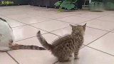 回顾：小流浪猫捡回来28天，每天缠着家里的大猫，很欠但很可爱