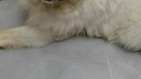 是不是被骗了，这白狗为什么会掉色