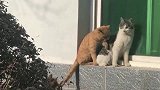 小橘猫和小白猫在晒太阳，玩的正好的时候，它却来捣乱